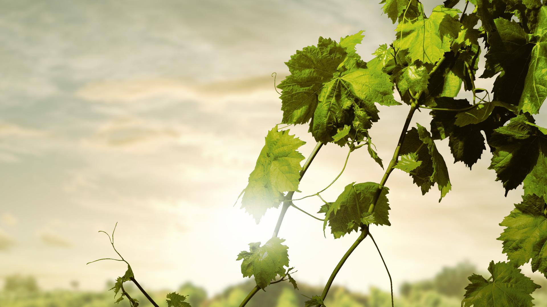 Developing a Personal Connection to the Vine – In God's Image